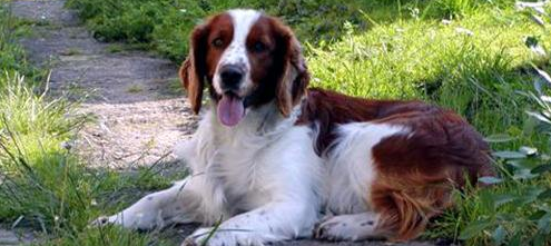 威尔斯激飞猎犬怎么训练才听话