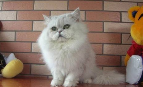 褴褛猫有什么特点
