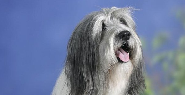 波兰低地牧羊犬一般能活多久