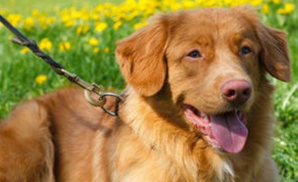 新斯科舍猎鸭犬什么时候产仔