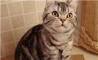 怎么看美国短毛猫多大了