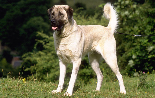 安纳托利亚牧羊犬一般有多高