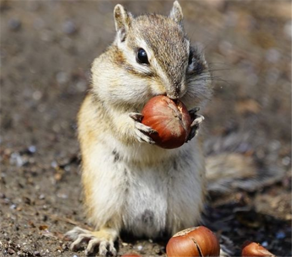 挑选东部花栗鼠的注意事项