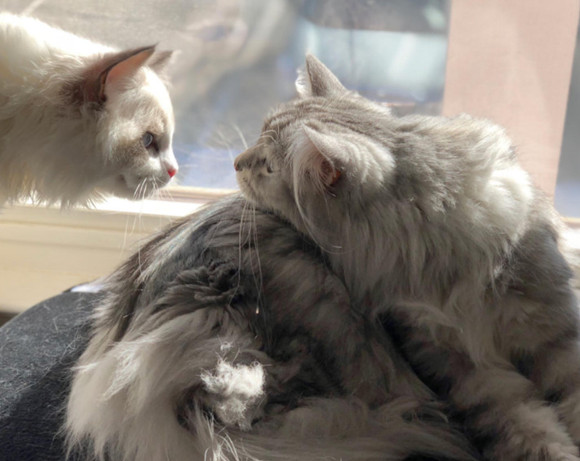 缅因猫粘人吗 缅因猫粘人吗