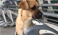 奇努克犬一般多少钱