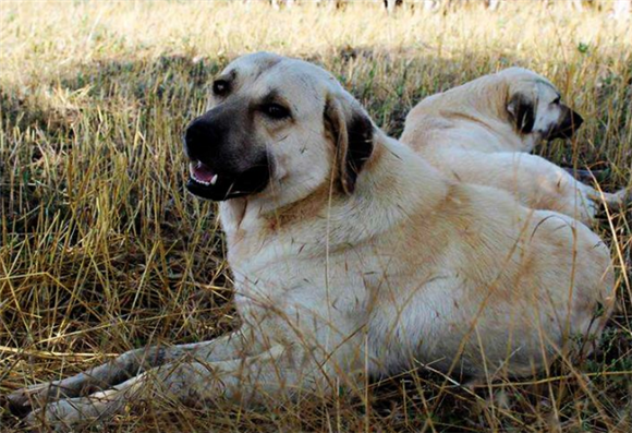 安纳托利亚牧羊犬的生活习性 安纳托利亚牧羊犬的生活习性