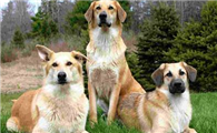 奇努克犬训练技巧