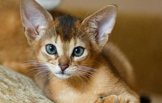 阿比西尼亚猫好养吗