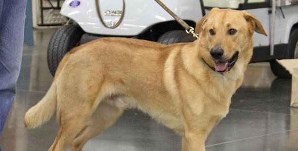 奇努克犬训练有技巧吗