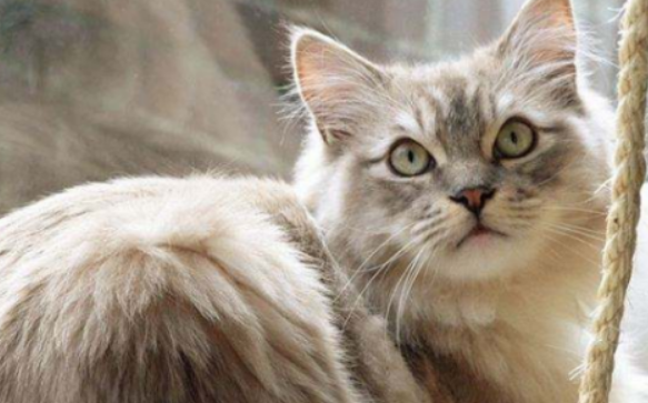 褴褛猫聪明吗 褴褛猫聪明吗