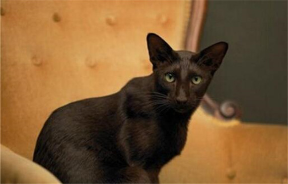 哈瓦那棕猫有什么特点