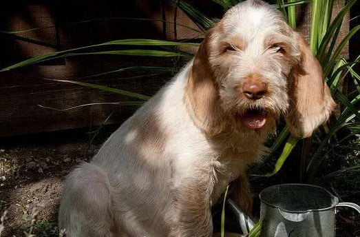 指示犬训练项目 指示犬训练项目