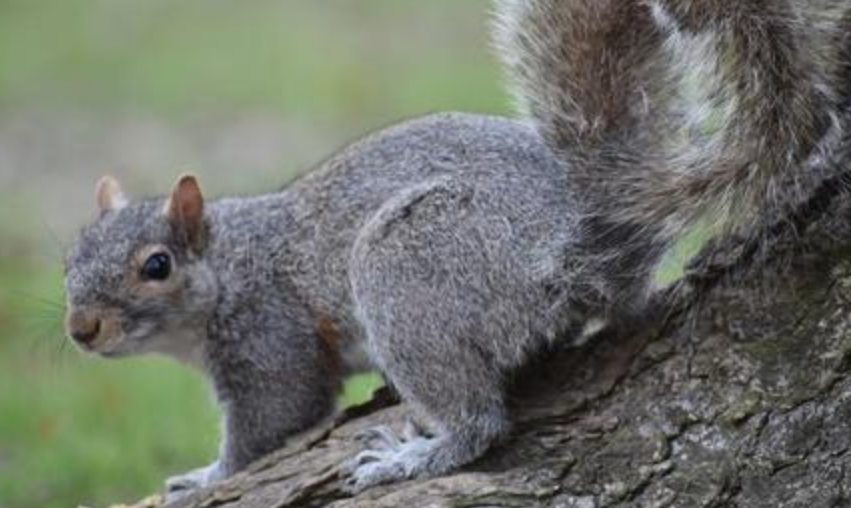 巨泡灰鼠为鼠科巨鼠属的动物,分布于中国,柬埔寨,老挝,缅甸,泰国和