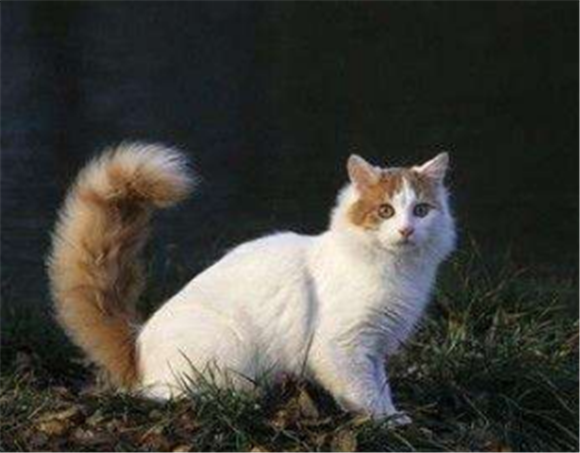 土耳其梵猫怎么看品相