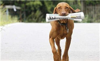 维兹拉犬生活习惯