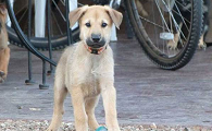 奇努克犬攻击性很强吗