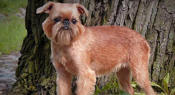 布鲁塞尔格里芬犬起源和介绍 布鲁塞尔格里芬犬起源和介绍