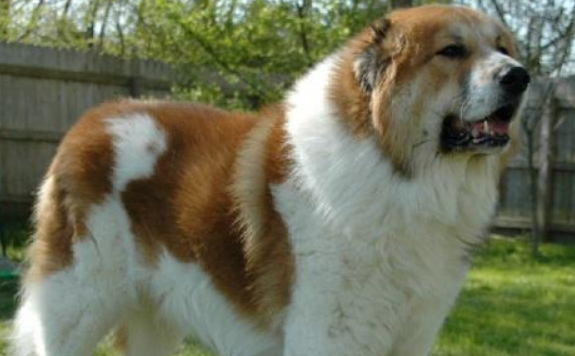 中亚牧羊犬训练技巧