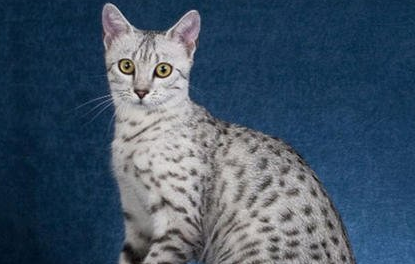 埃及猫的缺点是什么 埃及猫的缺点是什么