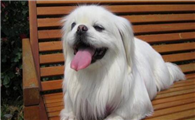 北京犬的寿命一般是多久