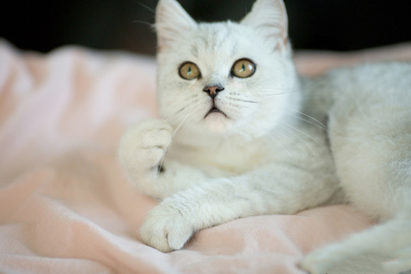英国短毛猫的体重是多少