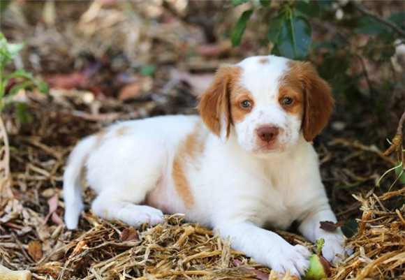 布列塔尼犬训练技巧