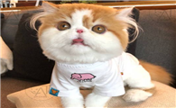 异国短毛猫的体重是多少