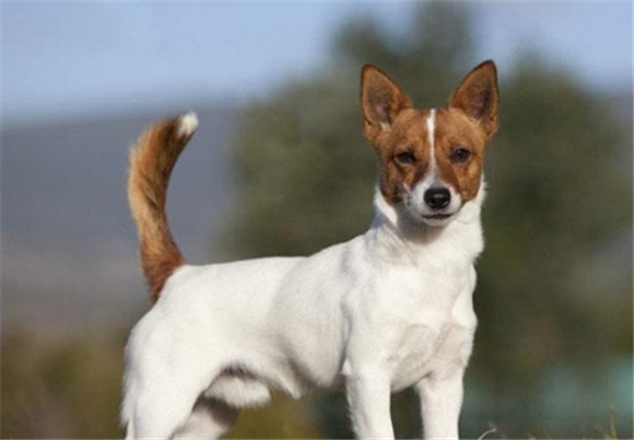 葡萄牙波登可犬有哪些喜好