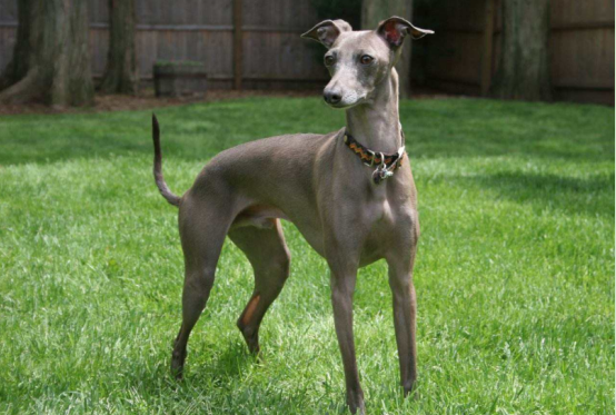 选购意大利灰狗,一定要参考这篇文章