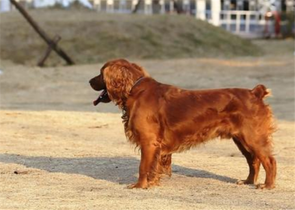 田野小猎犬有哪些喜好