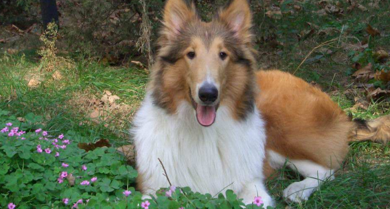 购买俄罗斯南部牧羊犬的注意事项