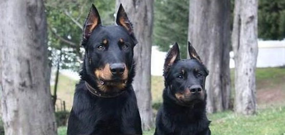 法国狼犬是哪国的