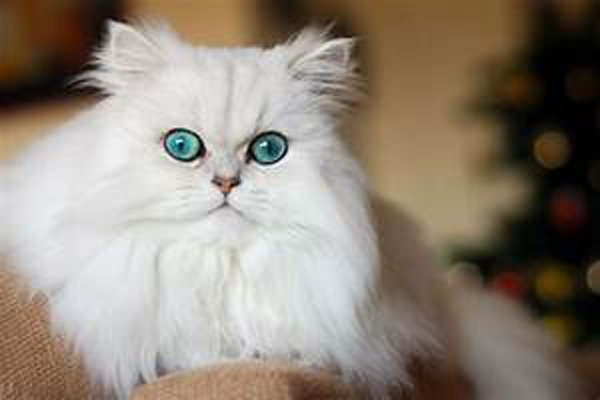 波斯猫寿命多久