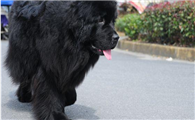 纽芬兰犬一般多少钱