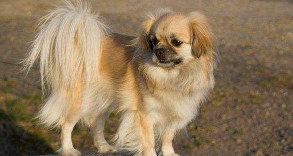 西藏猎犬有攻击性吗
