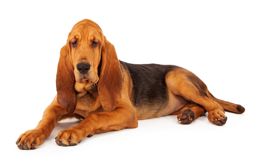 寻血猎犬的体重大约是多少 寻血猎犬的体重大约是多少