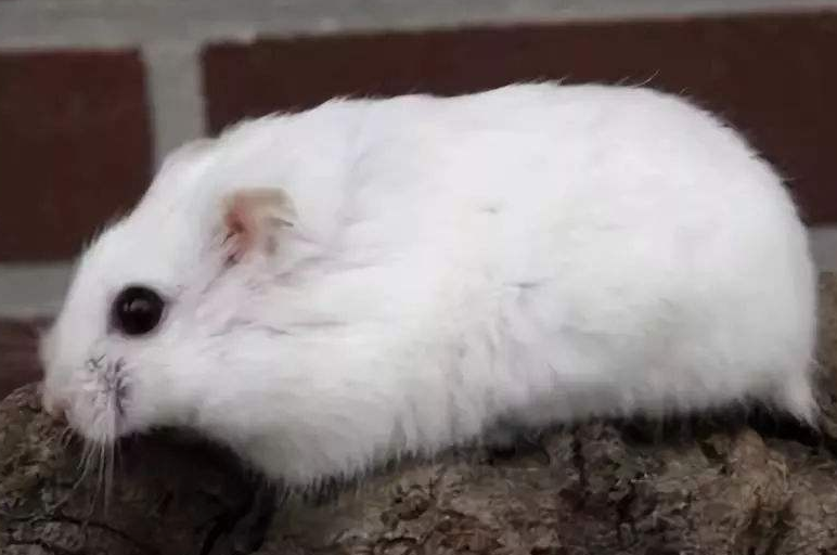 白熊仓鼠可以长多大
