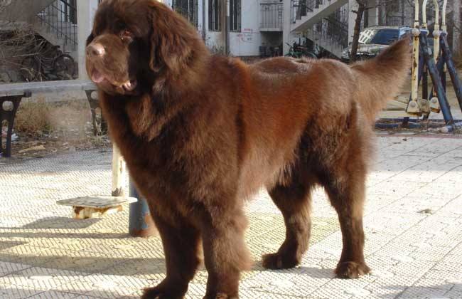 纽芬兰犬需要怎么教 纽芬兰犬需要怎么教