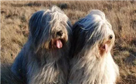 波兰低地牧羊犬饲养有什么注意点