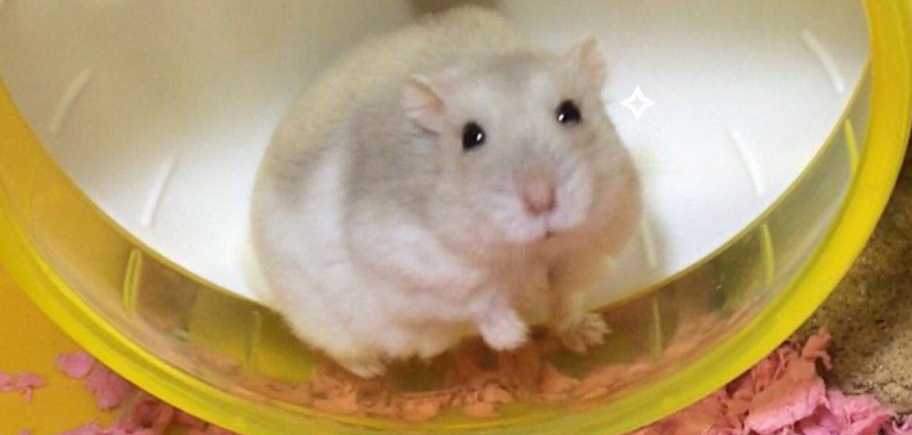 奶茶仓鼠性格怎么样