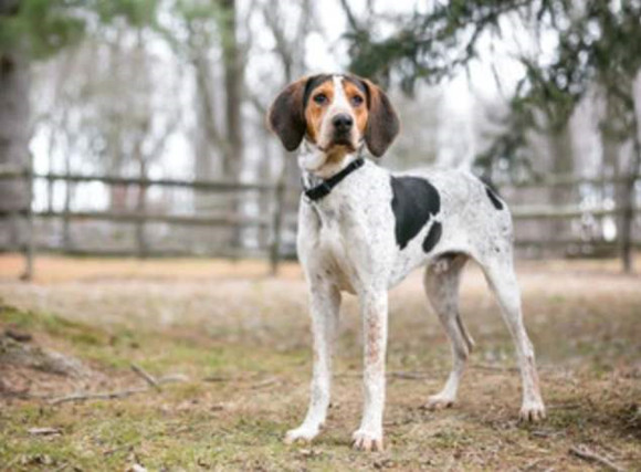 树丛浣熊猎犬1天要吃几顿 树丛浣熊猎犬1天要吃几顿