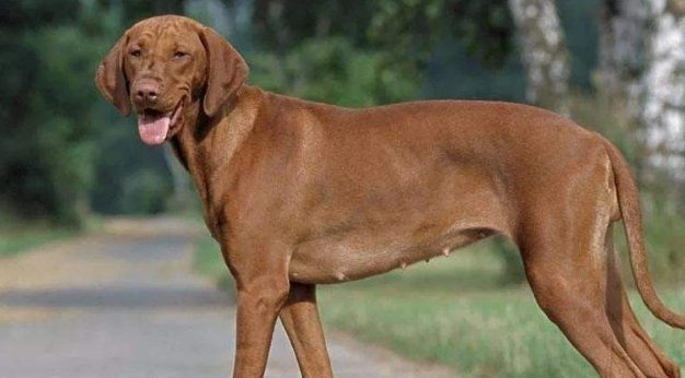 维兹拉犬怎么训练才听话