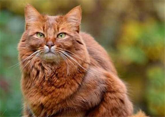 索马里猫品相怎么看