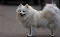 德国狐狸犬1天要吃几顿