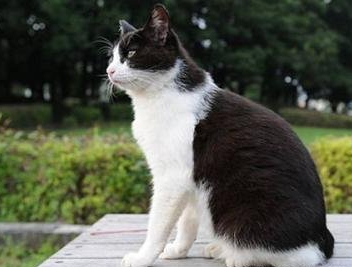 日本短尾猫有什么特点