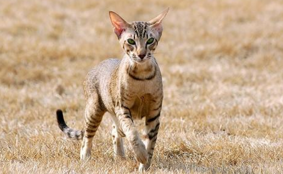 东方短毛猫的选购技巧 东方短毛猫的选购技巧