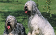 波兰低地牧羊犬的外貌特征性格
