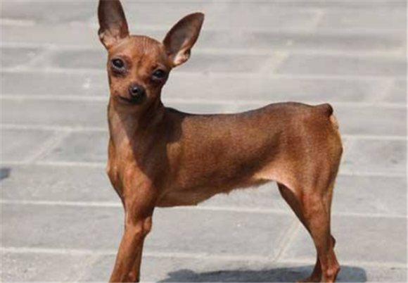 迷你杜宾犬需要怎么教 迷你杜宾犬需要怎么教