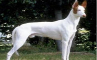 伊比赞猎犬喂养技巧指南