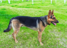 昆明犬窝咳应该怎么办 昆明犬窝咳应该怎么办